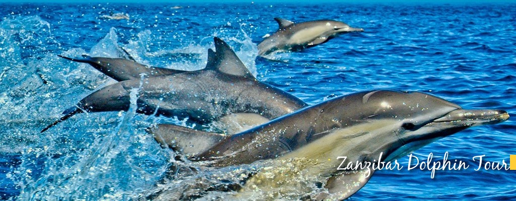 Dolphin Tour - Zanzibar