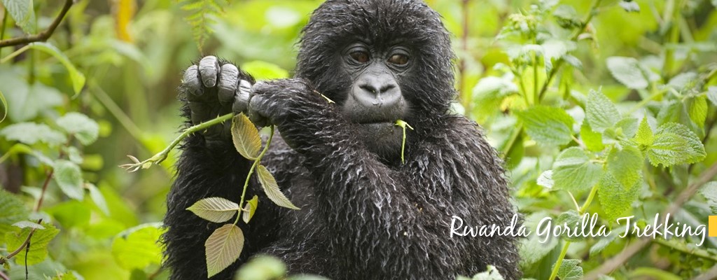 rwanda gorilla trekking