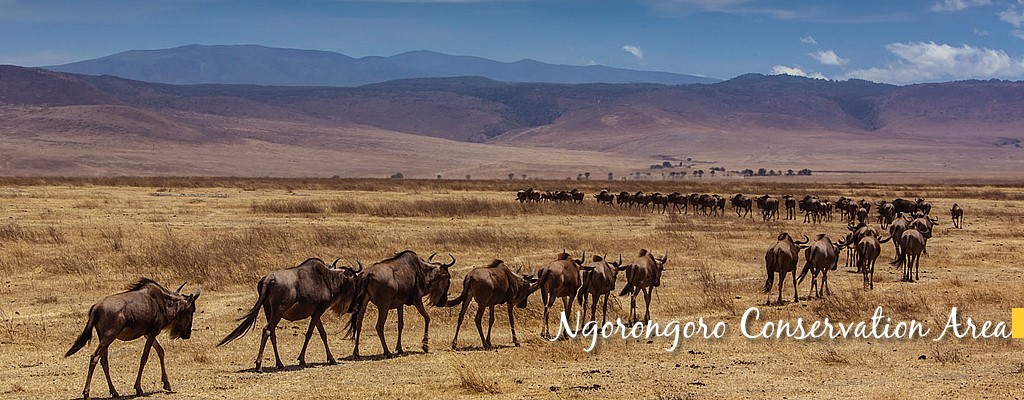 Ngorongoro Conservancy