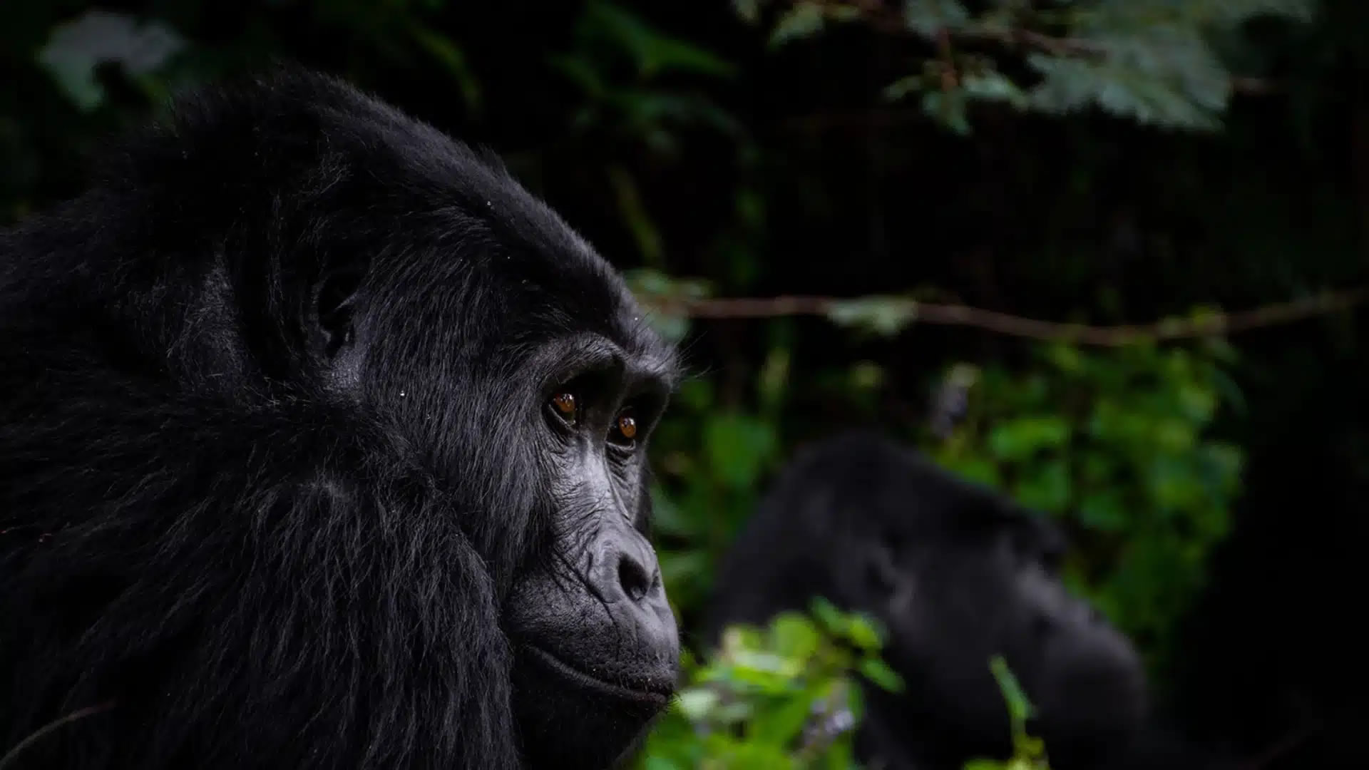 Bwindi Impenetrable National Park
