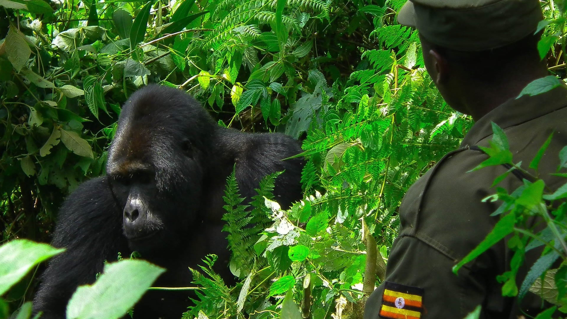 Mgahinga Gorilla National Park Mgahinga Gorilla National Park