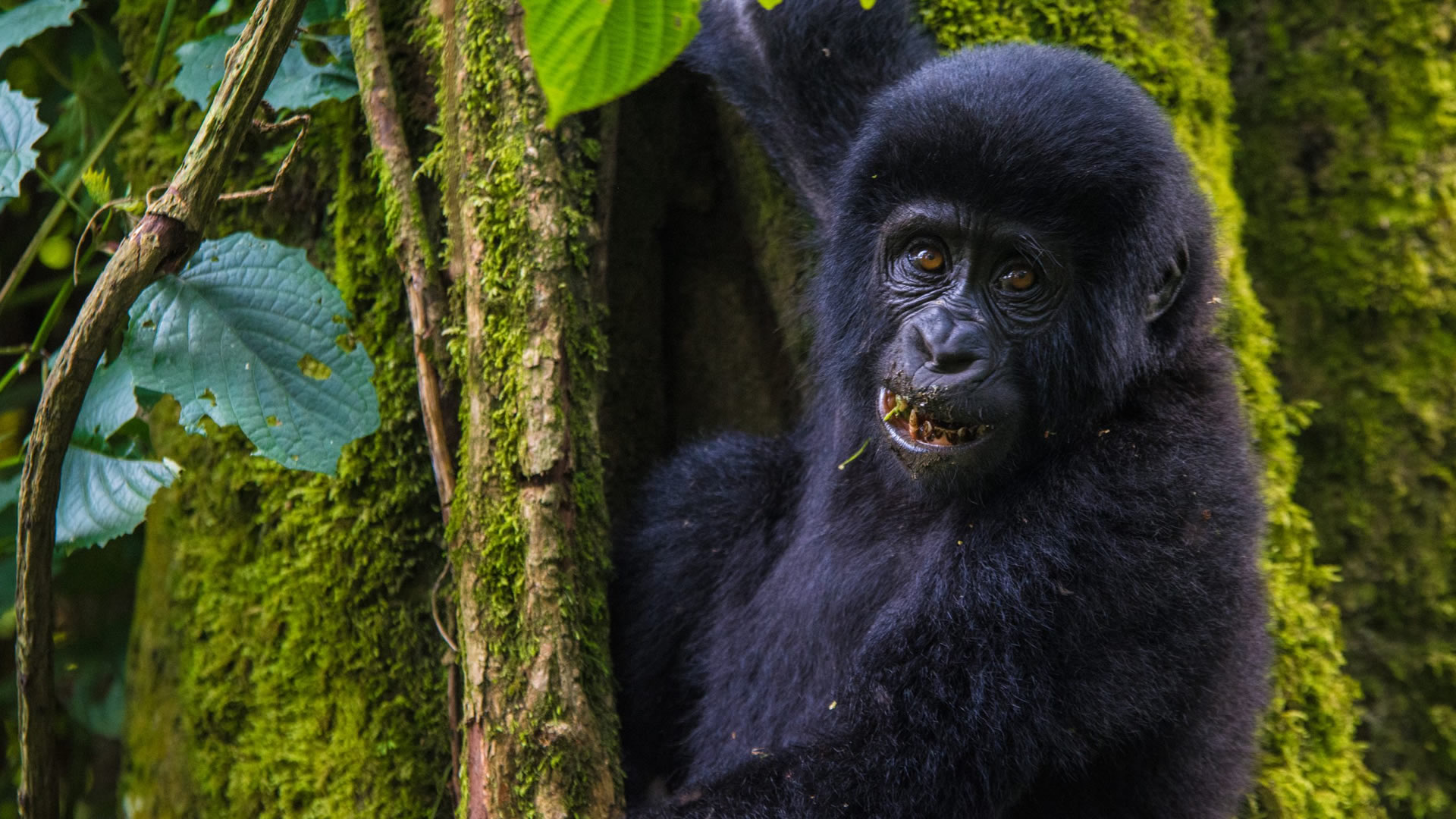 Mgahinga Gorilla National Park