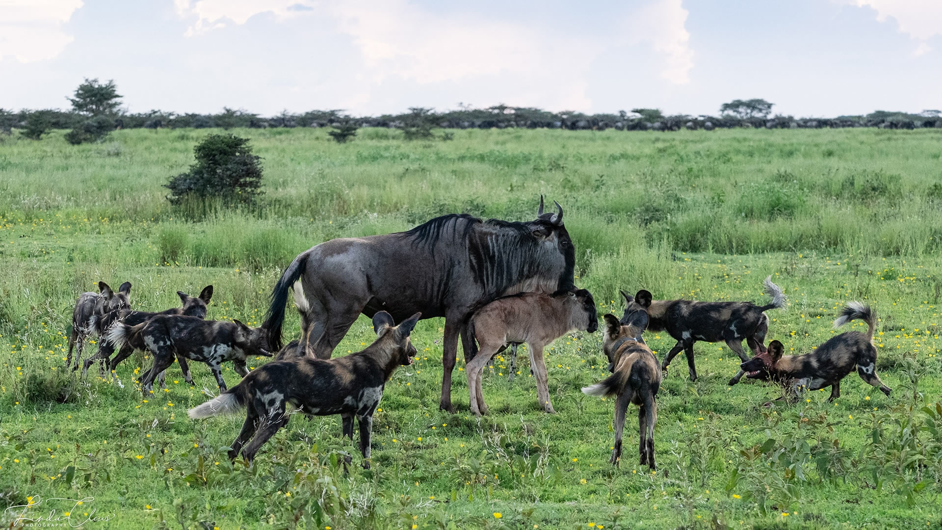 southern serengeti
